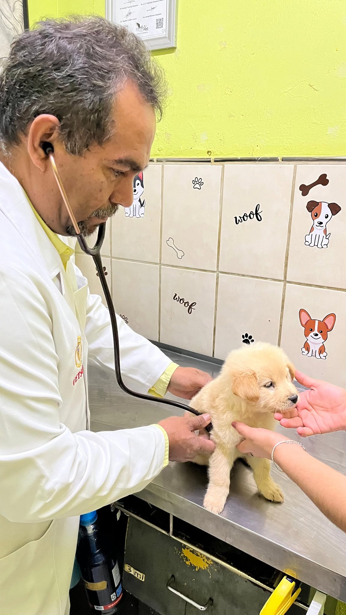 Veterinario examinando a una mascota en consulta