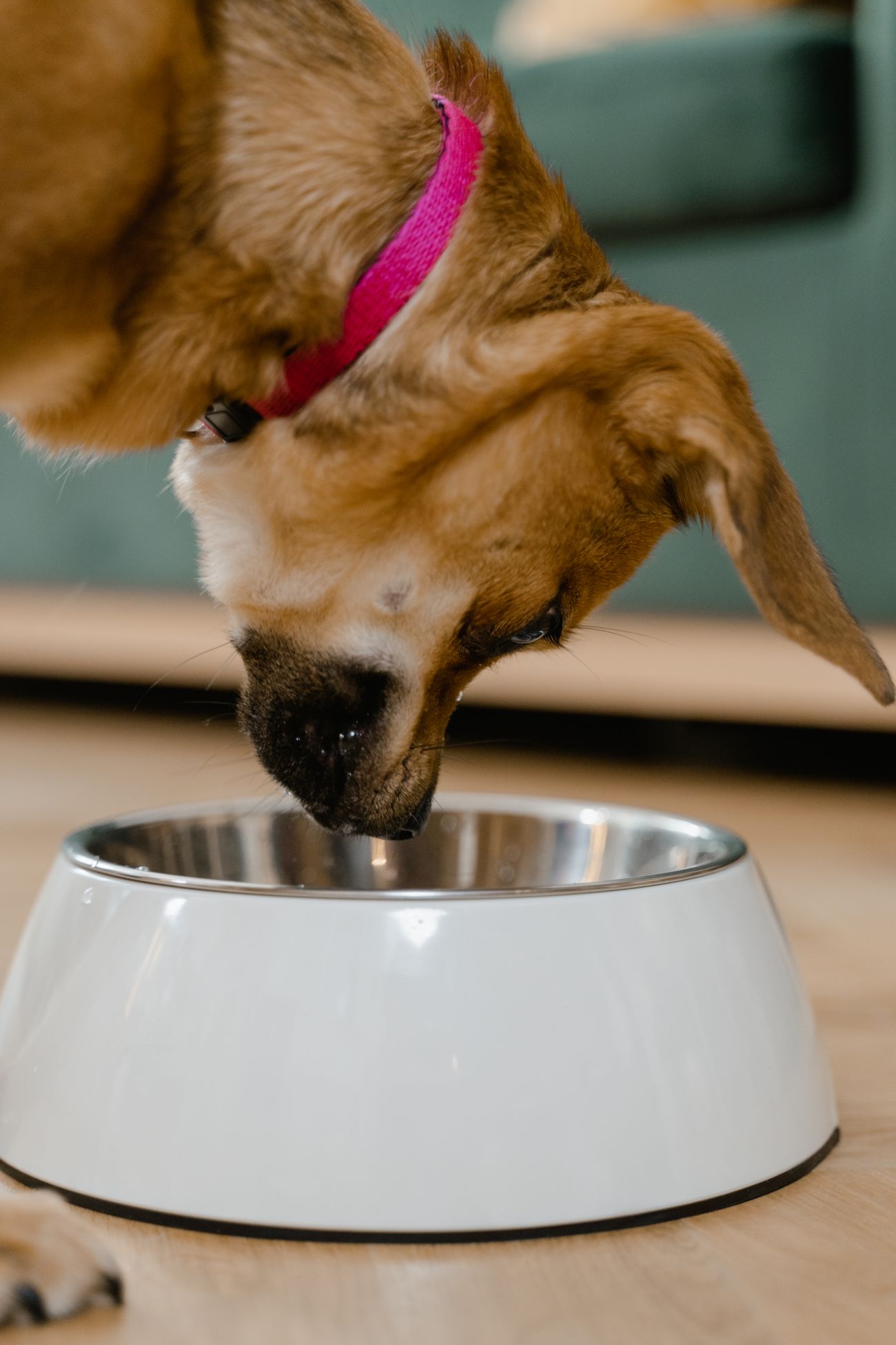 Perro saludable comiendo de su plato