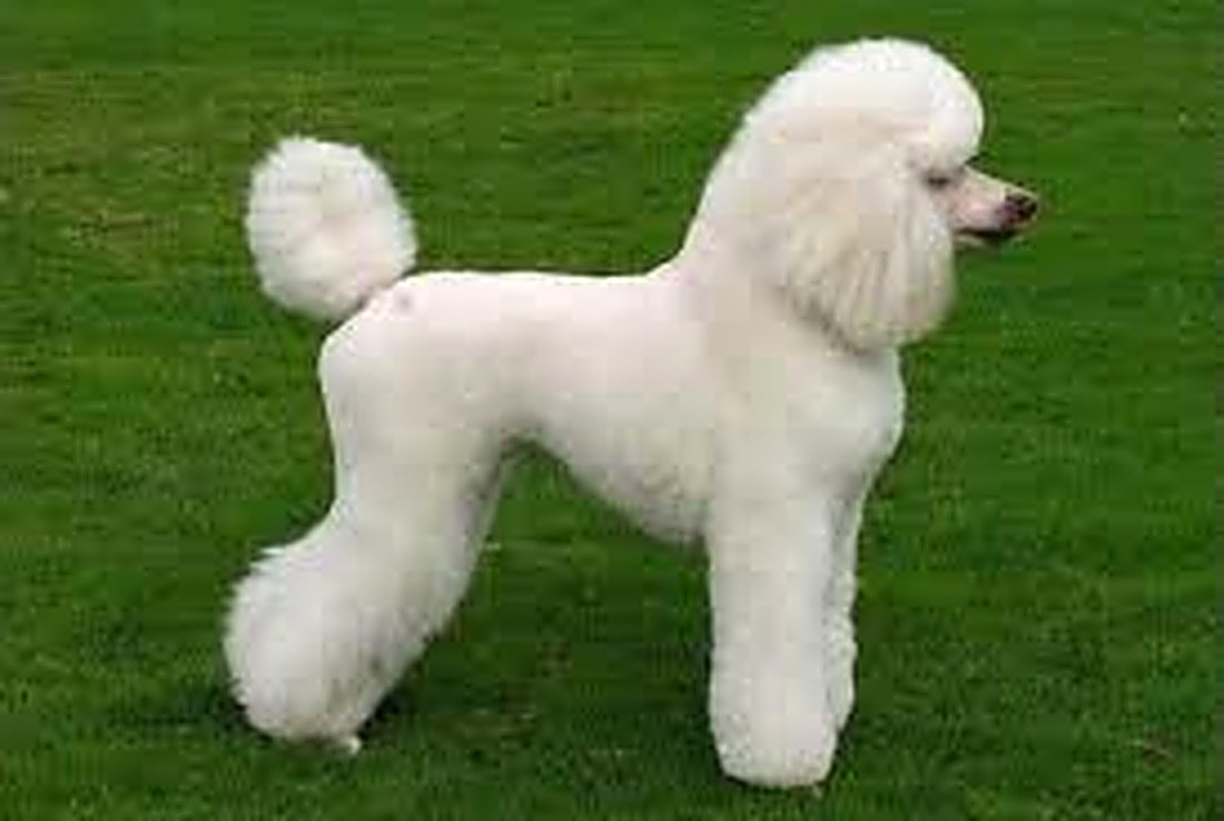 Poodle recién peluqueado tras su estética canina en Vetson